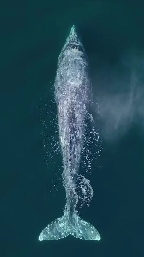 Grey whale in the ocean Stock Footage 321511589