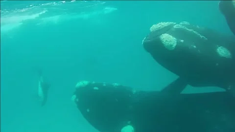 Grey whale in the ocean Stock Footage 327372520