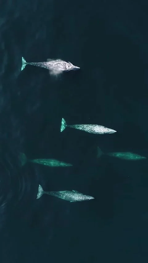 Grey whale in the ocean 库存影片 328704070