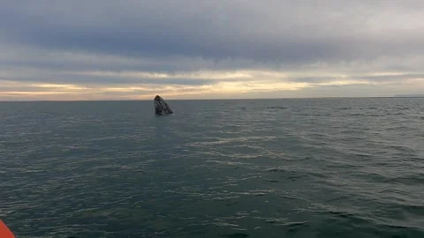 Grey whale playing Stock Footage 272930734