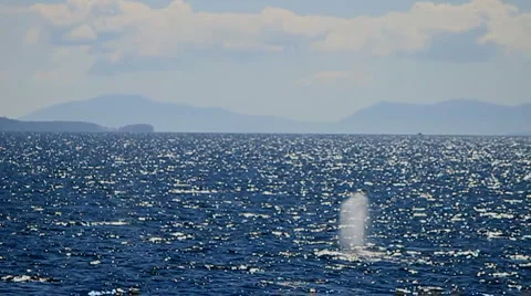Grey Whale surfacing (60p) Stock Footage 5223703