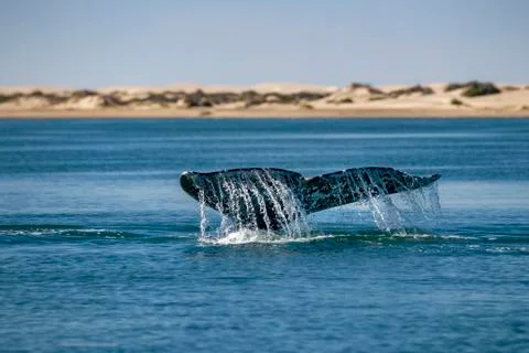 Grey whale tail going down in pacific ocean Stock Photos