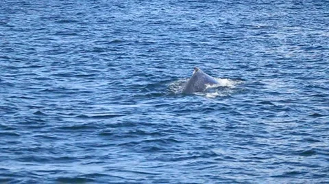 Grey Whale tail surfacing (60p) Stock Footage 5228352