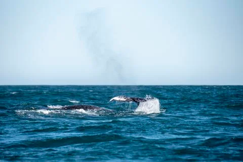 A grey whale's tail seen over the surface in Guerrero Negro Stock Photos
