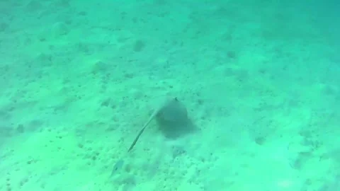 Grey Whipray Gliding Over Sandy Lagoon Bottom in Las Cabanas, Red Sea, Egypt Stock Footage 340542642
