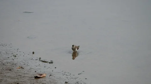 Grey white bird take a bath , cleaning itself in clear water pond with happin Stock Footage 100107299
