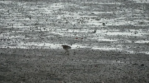 Grey white bird walking on mud ground floor to forage food. Stock-Footage 100107059