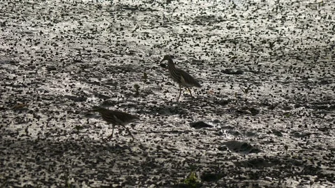 Grey white bird walking on mud ground floor to forage food. Stock Footage 100107847