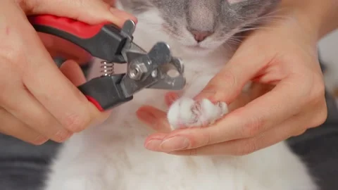 Grey with a white cat cut claws with special sheaths. close-up Video stock 153463188