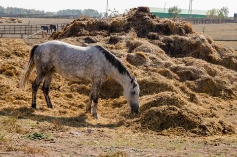 Grey white  horse is feeding  in the haystack. Stock Photos