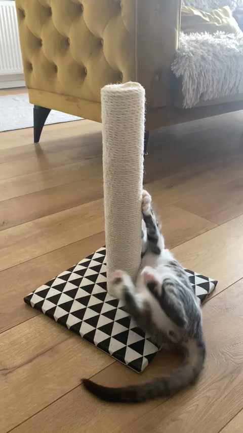 Grey white kitten playing scratching post toy, gripping sisal surface Stock Footage 339479941
