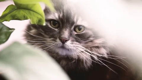 Grey White Long Haired Cat Video stock 84294483