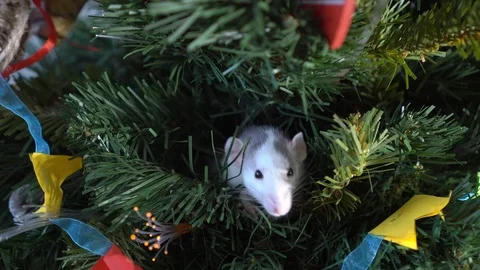 Grey-white ratpeeps through the branches of a Christmas tree . New Year's decor Stock-Footage 119062873