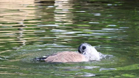 Grey wild goose, cute Water Birds Geese Stock Footage 275586513