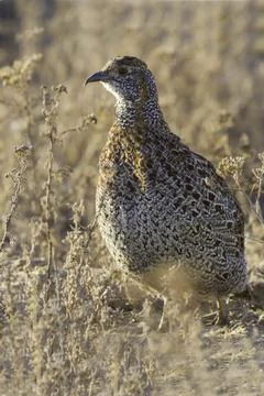 Grey-winged Francolin Stock Photos
