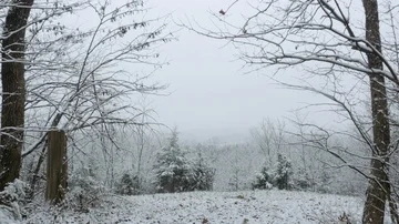 Grey Winter Sky Framed by Bare Trees in 4K Stock Footage 85712457
