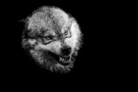 Grey wolf with a black Background in B&amp;W Stock Photos