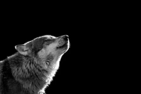 Grey wolf with a black background Stock Photos
