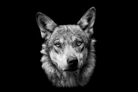 Grey wolf with a black background Stock Photos