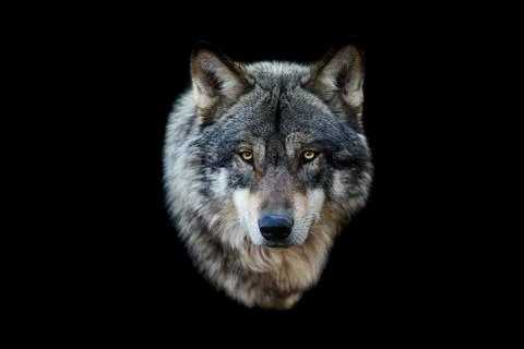 Grey wolf with a black background Stock Photos