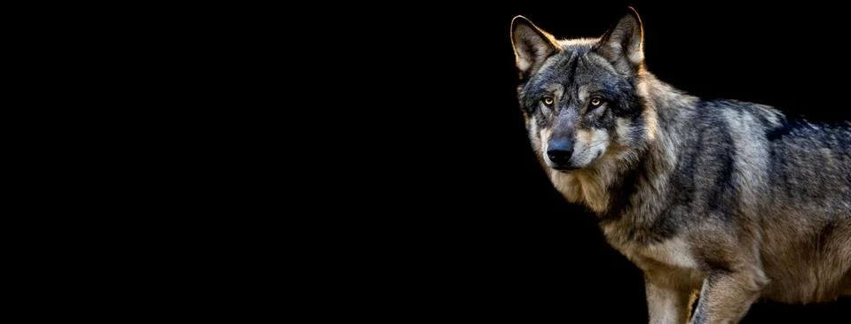 Grey wolf with a black background Stock Photos