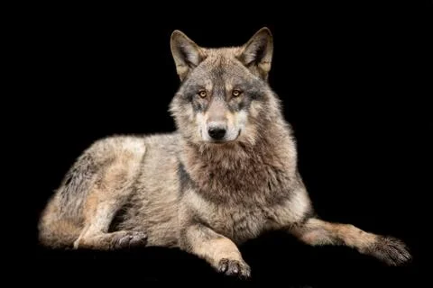 Grey wolf with a black background Foto stock