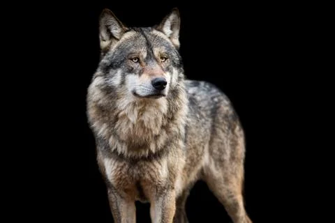 Grey wolf with a black background Stock Photos