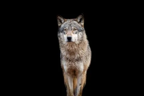 Grey wolf with a black background Stock Photos