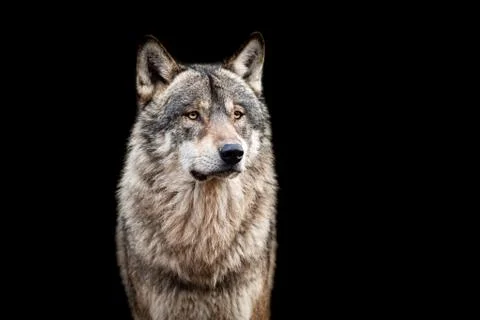 Grey wolf with a black background Stock Photos