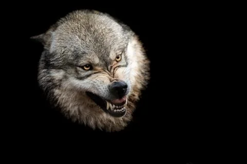 Grey wolf with a black background Stock Photos