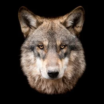 Grey wolf with a black background Stock Photos