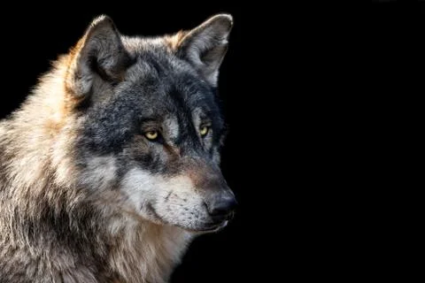 Grey wolf with a black background Stock Photos