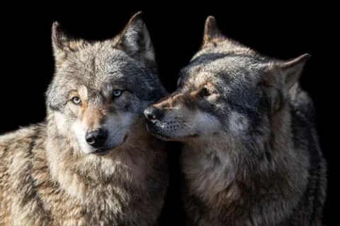 Grey wolf with a black background Stock Photos