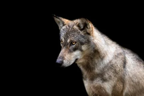 Grey Wolf with a black background Stock Photos