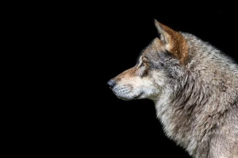 Grey Wolf with a black background Stock Photos