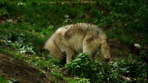 Grey wolf burying food Stock Footage 76093663