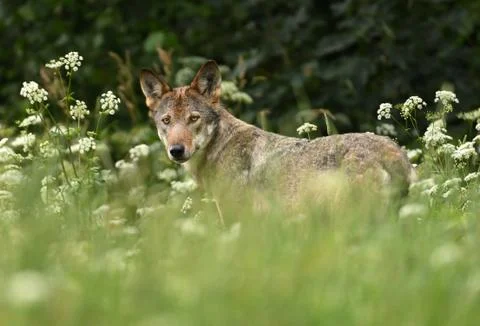 Grey wolf (Canis lups) Stock Photos