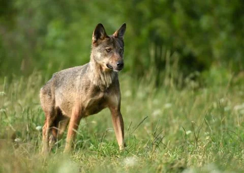 Grey wolf (Canis lups) Stock Photos