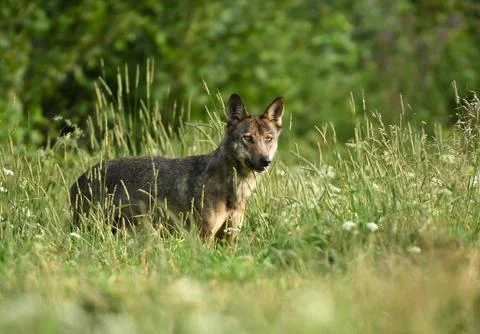 Grey wolf (Canis lups) Stock Photos