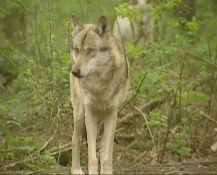 Grey wolf (canis lupus) - on camera Stock Footage 34245401
