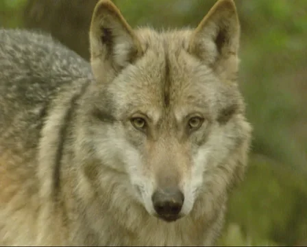 Grey wolf (canis lupus) - on camera, close up Stock Footage 34245487