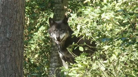 Grey wolf - canis lupus in forest Stock Footage 12305337