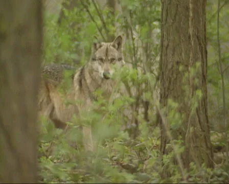 Grey wolf (canis lupus) in forest - on camera Видео 34245291