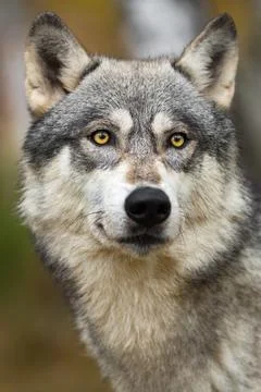 Grey Wolf (Canis lupus) Looks Up Autumn Stock Photos