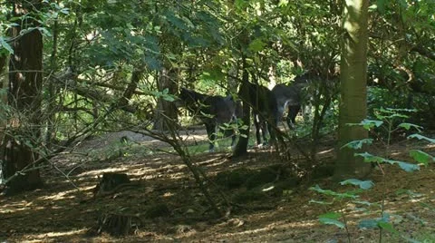 Grey wolf - canis lupus - pack pack of wolves in forest Stock Footage 12306063