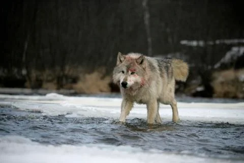 Grey wolf, Canis lupus Stock Photos