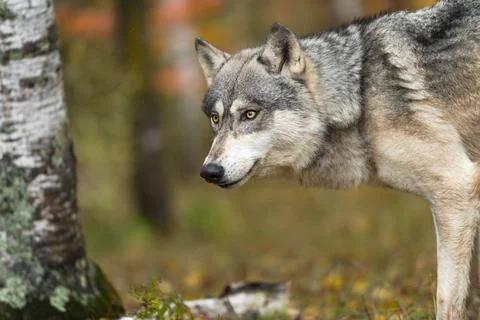 Grey Wolf (Canis lupus) Raises Head Near Birch Tree Autumn Stock Photos