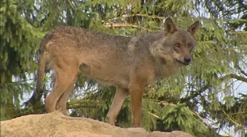 Grey Wolf (canis lupus) on sand pile and runs away Stock Footage 20642001