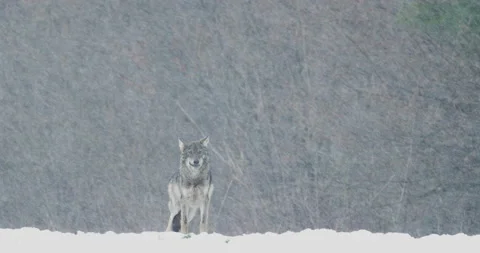 Grey wolf, Canis lupus, in a snowstorm. Stock Footage
