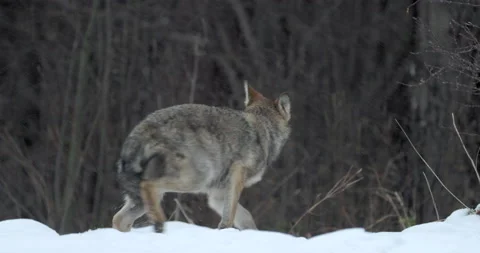 Grey wolf, Canis lupus, in a snowstorm. 動画素材 221769293